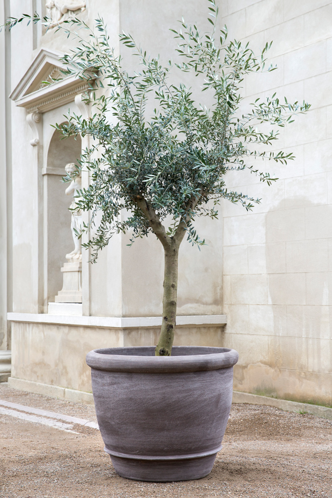 Campana RAW Grey – Ø 60 cm med oliventræ